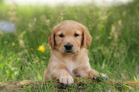 Puppies Are Born With The Genetic Ability To Understand Humans New