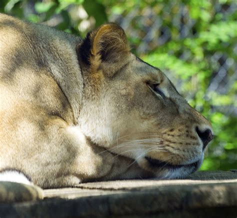 Akron Zoo 06 06 2014 Lion 14 Lioness Akron Zoo David Ellis Flickr