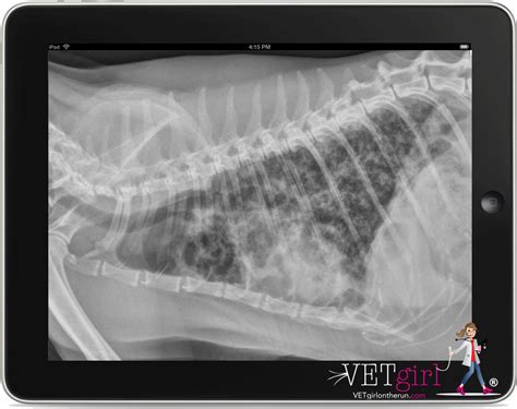 Inhaled Therapy For Feline Asthma Vetgirl Veterinary Ce Webinars