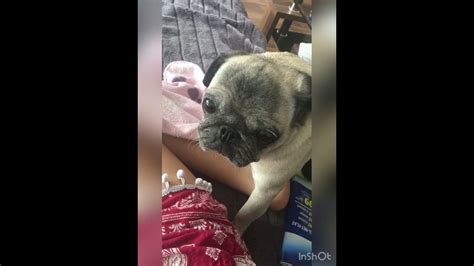 Funny Pug Clips Video Mops Youtube