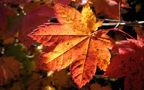 Wallpapernarium Fotografía De Una Bonita Hoja De Maple En época De Otoño