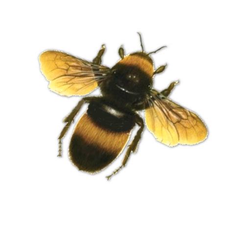 Bee Png 9 Png All Png All