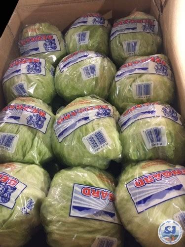 Iceberg Lettuce Cello···24pc·獨立包裝西生菜 Sj Distributors Inc
