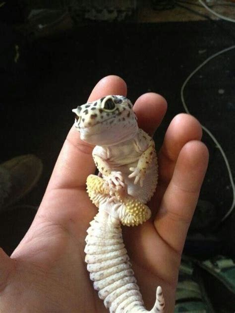 Baby Leopard Gecko....Smiling~ | Leopard Gecko Love | Pinterest
