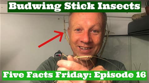 5 Facts Friday Giant Budwing Stick Insects Stick Insect Facts Youtube