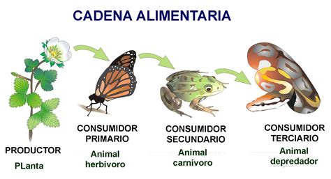 Cadena Trófica Hábitat Biósfera y Antropía