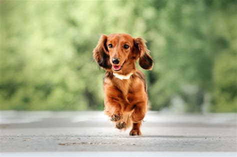 Gordon loves going to fort fisher for a photo shoot! Long Haired Dachshund Care Guide: Colors, Temperament And ...