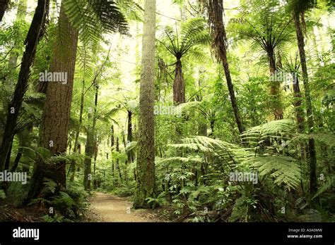 Beautiful Lush Forest Stock Photo Alamy