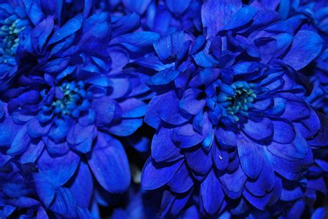 Real Blue Flowers Photograph By Riad Belhimer