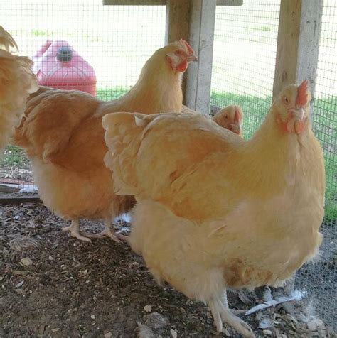 Clevenger/Farthing American Buff Orpington pullets ...