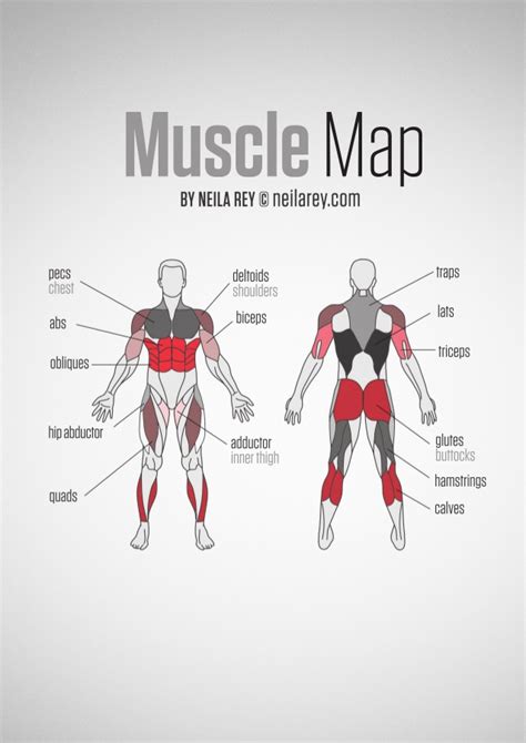 Human muscle diagram muscular system muscles of the human body. Muscle Map- Guia de musculos