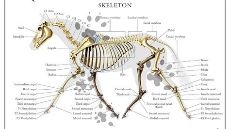 Skeletal System Of The Horse Horse Choices