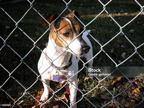 Dog Behind Fence Stock Photo Download Image Now Animal Behind