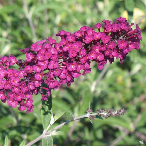 Butterfly Bush Royal Red — Green Acres Nursery And Supply