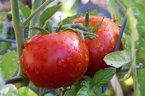 How To Grow Healthy Tomato Plants This Year Old World Garden Farms