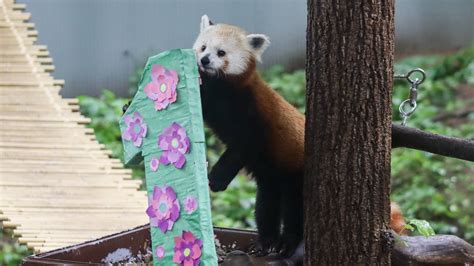 Saying Goodbye Red Panda Cubs Leaving John Ball Zoo