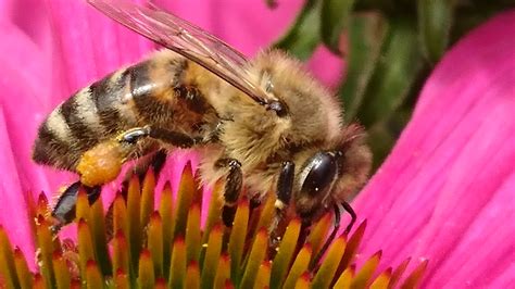 Viele pflanzen sind auf die bestäubung von bienen angewiesen. Pin auf Bienen im Garten