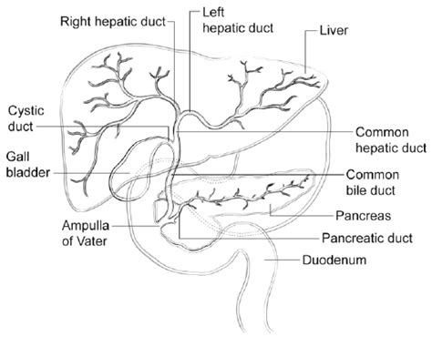 Intrahepatic Duct Anatomy
