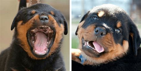 13 Reasons To Avoid Rottweilers At All Costs