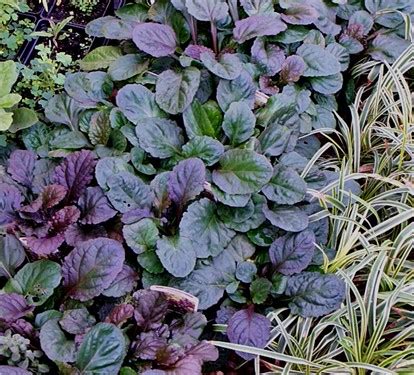 Sep 23, 2021 · purple flowers and purple foliage plants have a soothing effect when used in the landscape. Vines & Ground Covers Flashcards by ProProfs