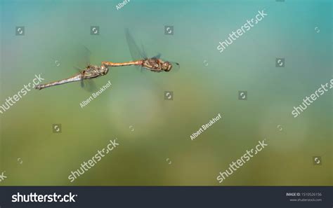 Two Dragonflies Flying Doing Mating Dance Stock Photo 1510526156