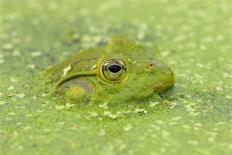 Zenfolio Jim Buescher Photography Reptiles And Amphibians Frog Profile