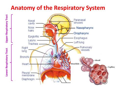 Ppt Respiratory Tract I Nfections Powerpoint Presentation Free