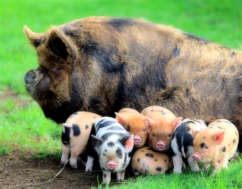 Pot Belly Pig Vs Kunekune Farm House