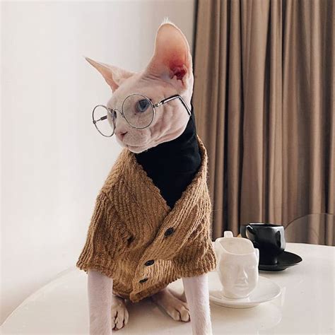 Sweaters For Cats Hairless Cats Wearing Sweaters Sweater With