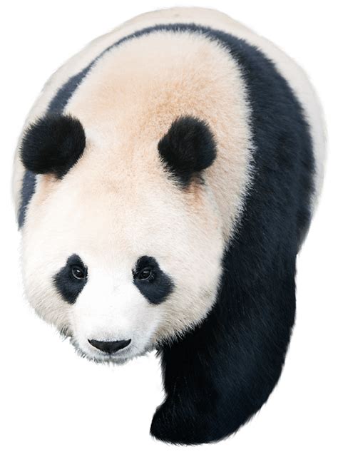 Giant Panda Pandas Kakao Games Others Png Download 605810 Free