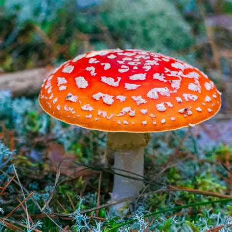 Amanita Muscaria Poisonous Mushroom Stock Photos ~ Creative Market