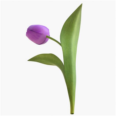 3d Tulip Flower Model Turbosquid 1205675