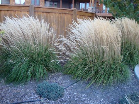 Photo Of The Entire Plant Of Feather Reed Grass Calamagrostis X