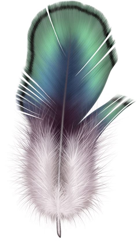Feather Png Transparent Image Download Size 1100x1950px