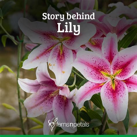what is the origin of lily