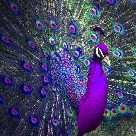 Pin De Edythe Hendee En Peacocks Aves De Colores Aves De Compañía