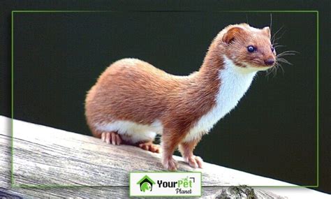 Weasel Features Breeds Facts And All That You Need To Know