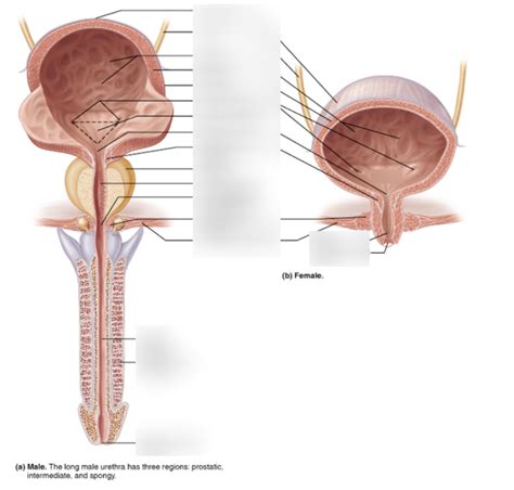 urinary bladder and urethra in male and female diagram quizlet