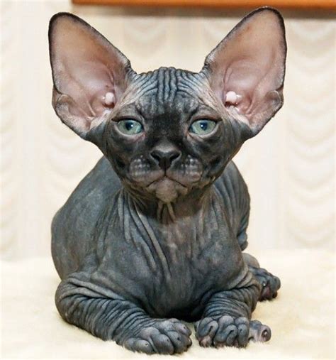 Wonderful Egyptian Hairless Cat Breeds With 6 Strange Breeds Of