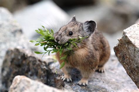 Study Geography Not Genetics Influences American Pikas Response To