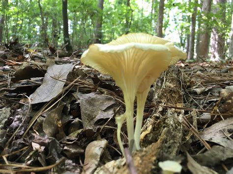 Magic Mushrooms In Georgia