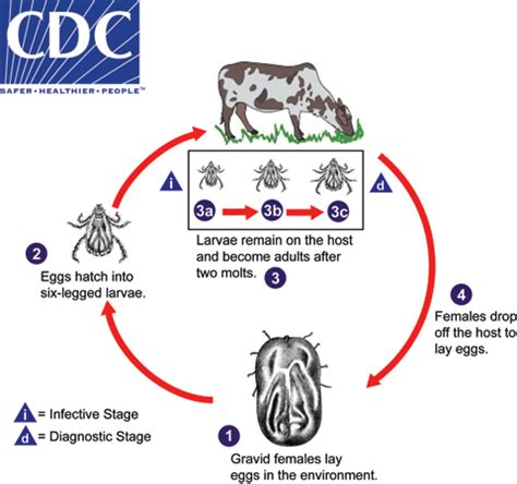 CDC - DPDx - Ticks
