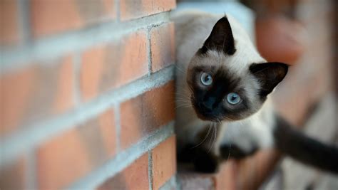 14 Fascinating Facts About Siamese Cats Petpress