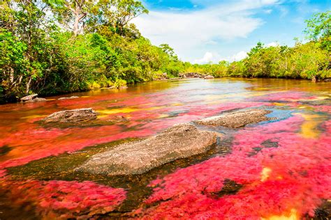 Caño Cristales El Río De Los Siete Colores Viajando Por Colombia