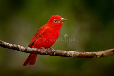 Red Tanager In Green Vegetation Bird On The Big Palm Leave Summer
