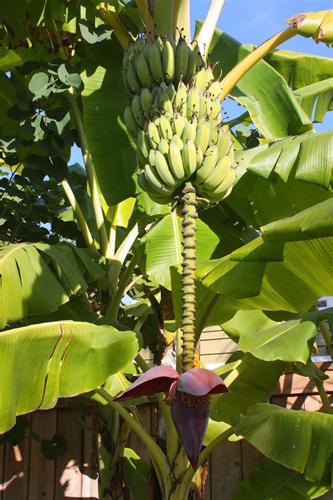 Banana Tree With Fruit And Blossom Free Stock Photo Public Domain