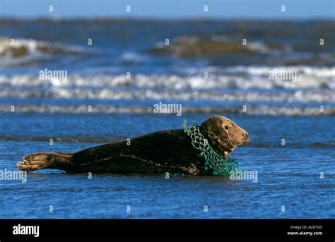 Grey Seal Halichoerus Grypus With Fishing Net Tangled Around Neck N