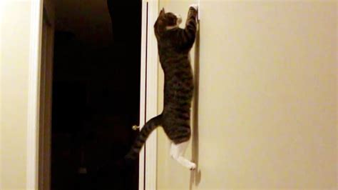Jon — turn off the lights (flarup & abw remix). Amazing Cat Jumps to Turn Off The Lights! (Slow-Motion ...