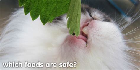 If you're enjoying the delicious first fruits of the season, why can't your cat? Safe foods suitable for rabbits | Which fruit and ...