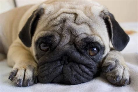 Cute Pug With Sad Eyes — Stock Photo © Feedough 2333672